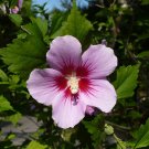 Rose of Sharon  100 Seeds  Hibiscus syriacus
