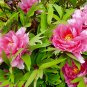 Tree Peony Paeonia suffruticosa 10 Seeds