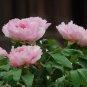 Tree Peony Paeonia suffruticosa 10 Seeds