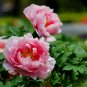 Tree Peony Paeonia suffruticosa 10 Seeds