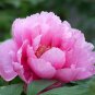 Tree Peony Paeonia suffruticosa 10 Seeds