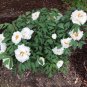 Tree Peony Paeonia suffruticosa 10 Seeds