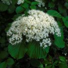 Linden Viburnum Viburnum dilatatum 100 Seeds Linden Viburnum Viburnum dilatatum 100 Seeds