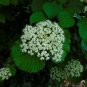 Linden Viburnum Viburnum dilatatum 100 Seeds