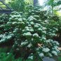 Linden Viburnum Viburnum dilatatum 100 Seeds