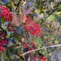 Linden Viburnum Viburnum dilatatum 100 Seeds
