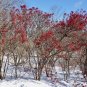 Linden Viburnum Viburnum dilatatum 100 Seeds