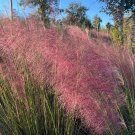 Pink Muhlygrass 100 Seeds Muhlenbergia capillaris Pink Muhlygrass 100 Seeds Muhlenbergia capillaris