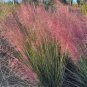 Pink Muhlygrass 100 Seeds Muhlenbergia capillaris