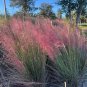 Pink Muhlygrass 100 Seeds Muhlenbergia capillaris