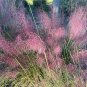 Pink Muhlygrass 100 Seeds Muhlenbergia capillaris