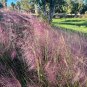 Pink Muhlygrass 100 Seeds Muhlenbergia capillaris