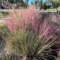 Pink Muhlygrass 100 Seeds Muhlenbergia capillaris