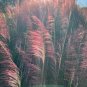 Pink Muhlygrass 100 Seeds Muhlenbergia capillaris