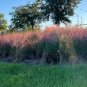 Pink Muhlygrass 100 Seeds Muhlenbergia capillaris