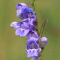Rocky Mountain Penstemon Penstemon strictus 100 Seeds