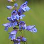 Rocky Mountain Penstemon Penstemon strictus 100 Seeds