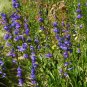 Rocky Mountain Penstemon Penstemon strictus 100 Seeds