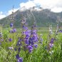 Rocky Mountain Penstemon Penstemon strictus 100 Seeds