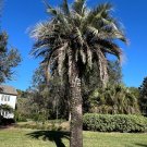 Jelly Palm Butia capitata 10 Seeds