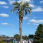 Jelly Palm Butia capitata 10 Seeds