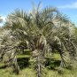 Jelly Palm Butia capitata 10 Seeds