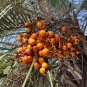 Jelly Palm Butia capitata 10 Seeds