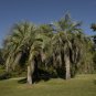 Jelly Palm Butia capitata 10 Seeds
