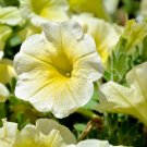 Yellow Petunia  100 Seeds  Petunia Grandiflora