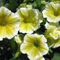 Yellow Petunia 100 Seeds Petunia Grandiflora