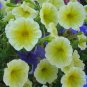 Yellow Petunia 100 Seeds Petunia Grandiflora