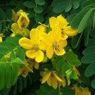 Golden Cassia Senna surattensis 50 Seeds