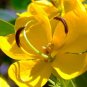 Golden Cassia Senna surattensis 50 Seeds