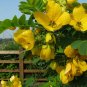 Golden Cassia Senna surattensis 50 Seeds