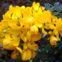 Golden Cassia Senna surattensis 50 Seeds