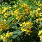 Golden Cassia Senna surattensis 50 Seeds