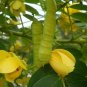 Golden Cassia Senna surattensis 50 Seeds