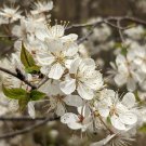 American Plum 5 Seeds Prunus americana