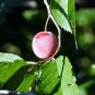American Plum 5 Seeds Prunus americana