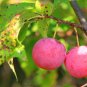 American Plum 5 Seeds Prunus americana