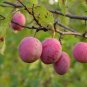 American Plum 5 Seeds Prunus americana