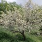 American Plum 5 Seeds Prunus americana