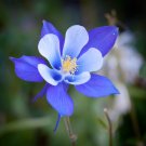 Colorado Blue Columbine 100 Seeds Aquilegia caerulea Colorado Blue Columbine 100 Seeds Aquilegia caerulea
