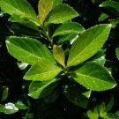 Mirror Leaf Viburnum Viburnum awabuki 100 Seeds Mirror Leaf Viburnum Viburnum awabuki 100 Seeds