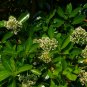 Mirror Leaf Viburnum Viburnum awabuki 100 Seeds