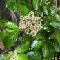 Mirror Leaf Viburnum Viburnum awabuki 100 Seeds