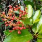 Mirror Leaf Viburnum Viburnum awabuki 100 Seeds
