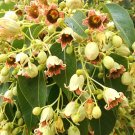 Kurrajong Bottle Tree  10 Seeds  Brachychiton populneus