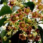 Kurrajong Bottle Tree  10 Seeds  Brachychiton populneus
