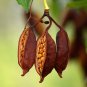 Kurrajong Bottle Tree  10 Seeds  Brachychiton populneus